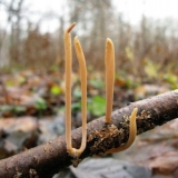 Rogata fistula: opis i fotografija, da li je moguće jesti